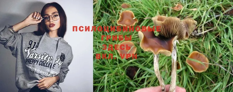 Галлюциногенные грибы MAGIC MUSHROOMS  Кадников 